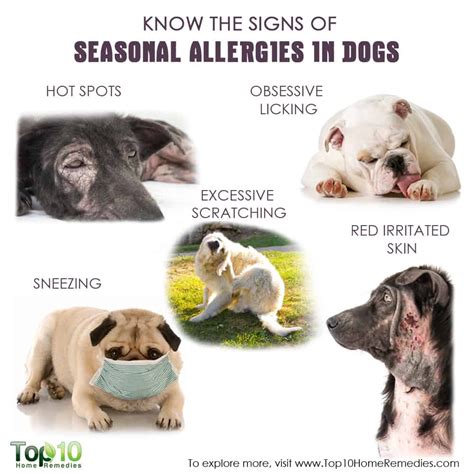  Allergies — Dogs can be born with allergies or develop them over time