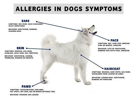  Allergies can affect a wide spectrum of a dog