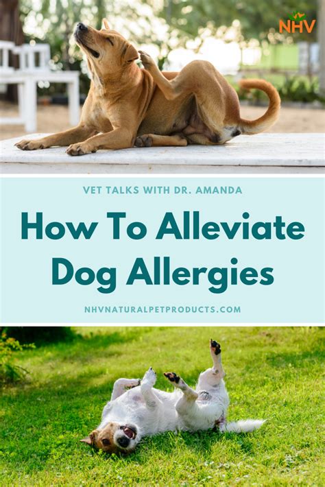  Allergies can definitely cause your dog to experience itchiness