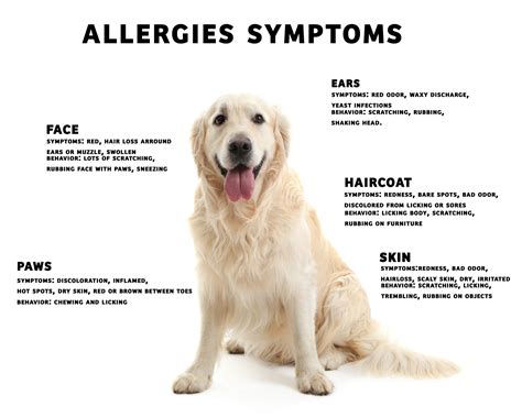  Allergies in dogs can manifest as skin issues like itching, rashes, or hives , recurrent ear infections, digestive problems vomiting or diarrhea , or respiratory symptoms coughing or sneezing