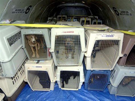  Almost all animal welfare organizations advise against traveling with pets as cargo on a plane, so you should only consider airline travel if your dog is small enough to fit into a carrier at your feet on the plane