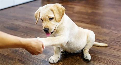  Alone Training How can I teach my Labrador puppy to be ok on their own? Start by feeding your puppy in their crate during meal times