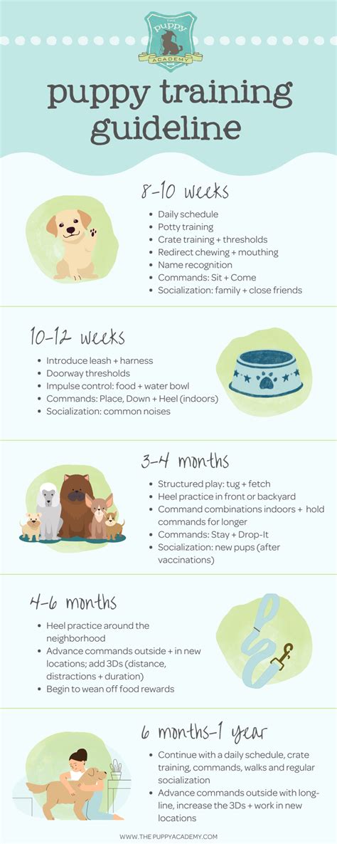  Alone training: increasing time alone is important for your puppy