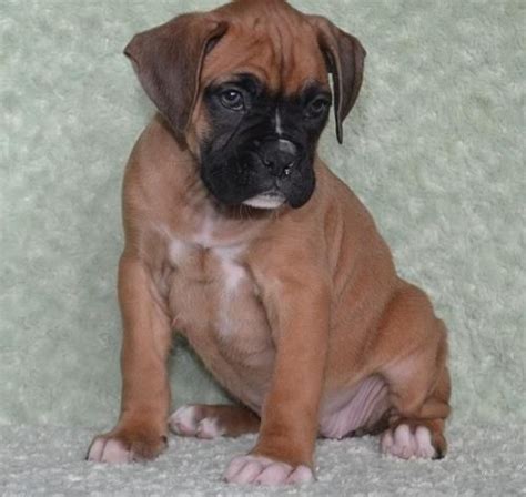  Already adopted? Let us know! Boxer Puppies for sale in Oregon Select a Breed