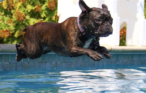  Also, French Bulldogs cannot swim, at least without a life vest