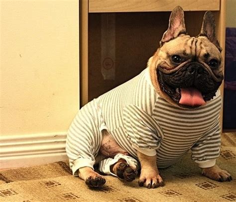  Also, Frenchies are prone to obesity
