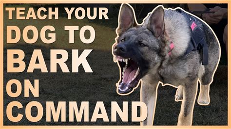  Also, allow him to learn commands other than barking