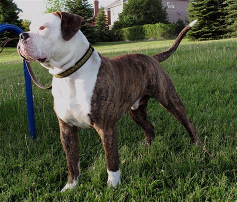  Also, be sure to check the American Bulldog Dog Breeder listings in our Dog Breeder Directory, which feature upcoming dog litter announcements and current …