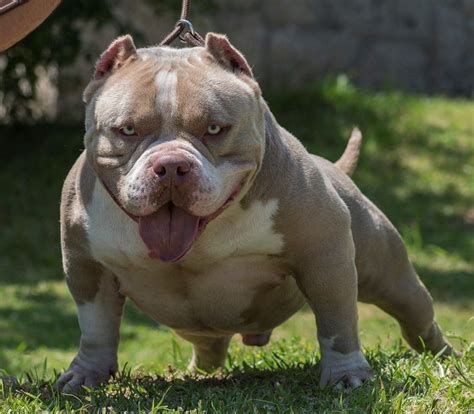  Also, be sure to check the American Bully Dog Breeder listings in our Dog Breeder Directory, which feature upcoming dog litter announcements and current …