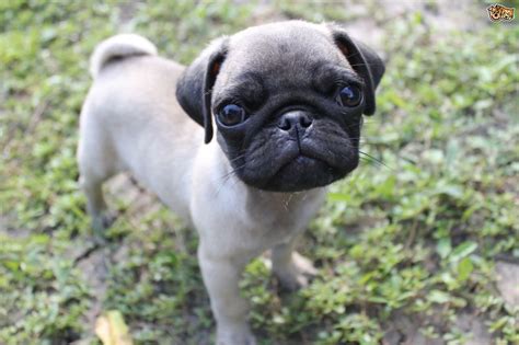  Also, be sure to check the Pug Dog Breeder listings in our Dog
