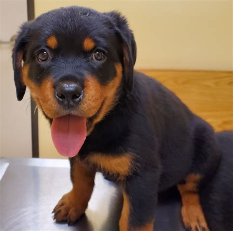  Also, be sure to check the Rottweiler Dog Breeder listings in our Dog Breeder Directory, which feature upcoming dog litter announcements and current puppies for sale for that dog breeder