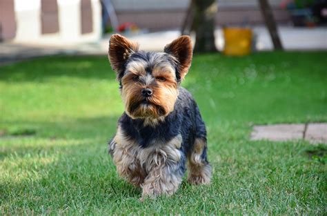  Also, be sure to check the Yorkshire Terrier Dog Breeder listings in our Dog Breeder Directory, which feature upcoming dog litter announcements and current puppies for sale for that dog breeder