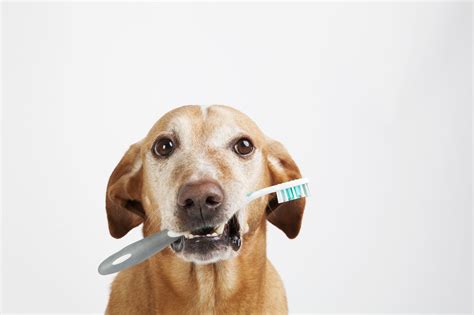  Also, practicing good dental care for dogs can help prevent dental diseases like gum disease, tooth decay, and tooth loss later in life
