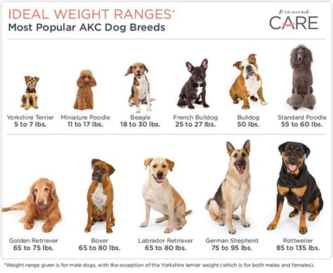  Also, show dogs are 10 pounds heavier than the standard dog