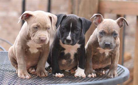  Also, we hand deliver our prized baby pit bulls to any city within the United States