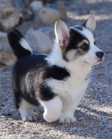  Also commonly known as Siborgi, they are a cute crossbreed between a Welsh Corgi and a Siberian Husky