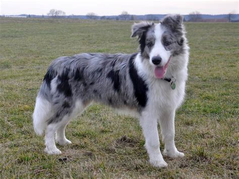  Also expect a blue merle to come with a hefty price tag