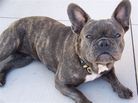  Also french bull dogs have very stiff, tall and pointy ears Tiger brindle is a term reserved for dogs with a coat pattern comprising a fairly regular pattern of alternating fawn and black stripes, similar in appearance to the coat of a tiger