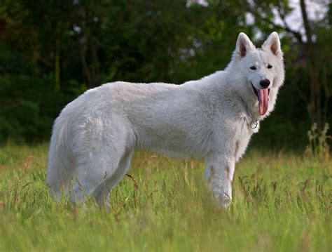  Also has berger blanc suisse