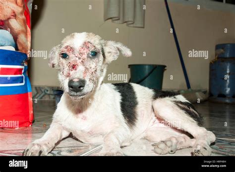  Also known as canine scabies, mange is a skin disease caused by parasites