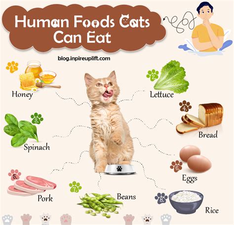 Also make sure your cat is eating some food with their CBD