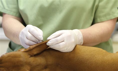  Also please ask your vet to do a skin scrape test so your vet can give you the right antibiotics