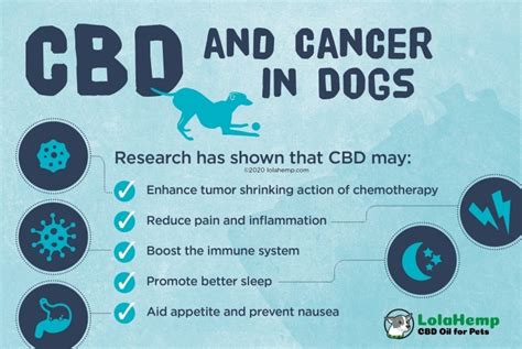  Although CBD alone will not cure cancer, and it is not a miracle drug, CBD can be an excellent supplemental treatment for dogs undergoing cancer treatment regimens