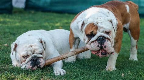  Although Old English Bulldogs came to the US as early as the late s, they had more of an influence on the American Bulldog than they had on the modern companion dog that is a popular pet in the s