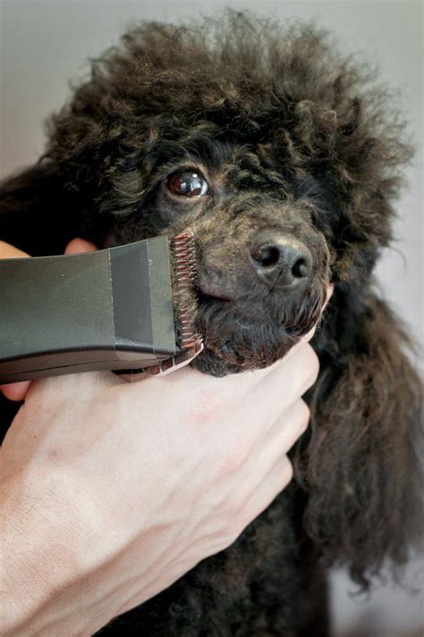  Although Poodles need grooming every weeks, they tend not to shed making them an excellent choice for people with allergies