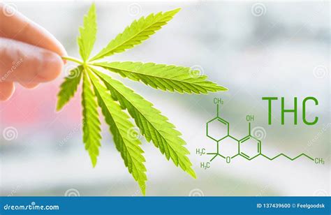  Although THC is a cannabinoid and has been shown to have some of the same effects on your body as the non-psychoactive ones it can come with unpleasant side effects such as anxiety or an overall feeling of discomfort