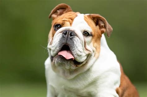  Although Valley Bulldogs can range from a moderate to high activity level, they often end up being high-energy dogs