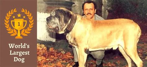  Although Zorba no longer holds the heaviest dog record, he is still the longest