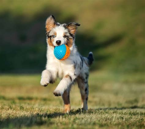  Although a playful pup sounds endearing, consider how many games of fetch or tag you want to play each day, and whether you have kids or other dogs who can stand in as playmates for the dog