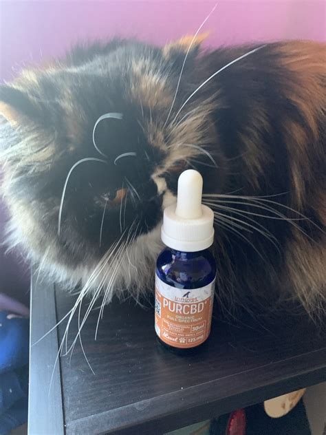  Although additional scientific research on CBD is still in progress, anecdotal evidence from cat owners abounds