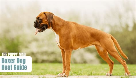  Although all dogs are sensitive to heat, the Boxer is even more so because of their short snout