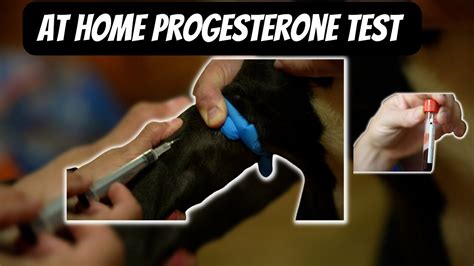  Although at-home progesterone testing machines are available, they can be costly