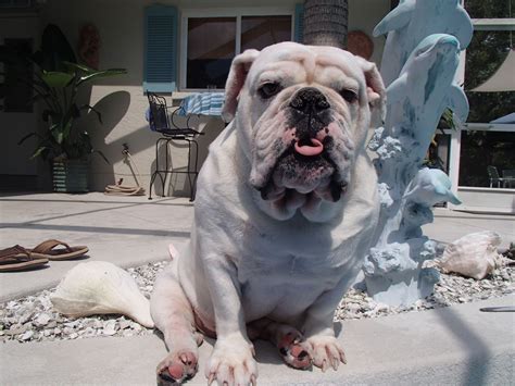 Although bulldogs love curling up in your lap, they are not strictly lazy dogs and enjoy moderate exercise