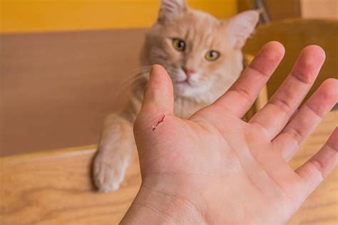  Although cat bites and scratches are not as serious as dog attacks, aggression in cats can still make life difficult for owners — especially when receiving visitors