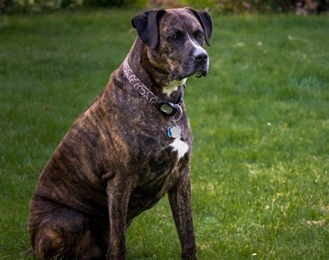  Although it is possible, theoretically, for a Boxador to inherit a yellow Labrador Retriever coat, it seems like the Boxer coat coloring is dominant in that mix and may "override" the lighter coat