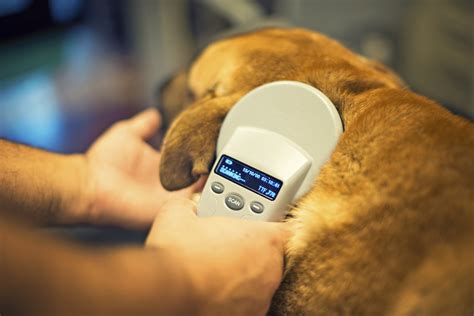  Although microchipping has been mandatory for pet dogs since , tags are still a legal requirement and provide a quicker way to get in contact with you if your dog is found, without their microchip needing to be scanned first