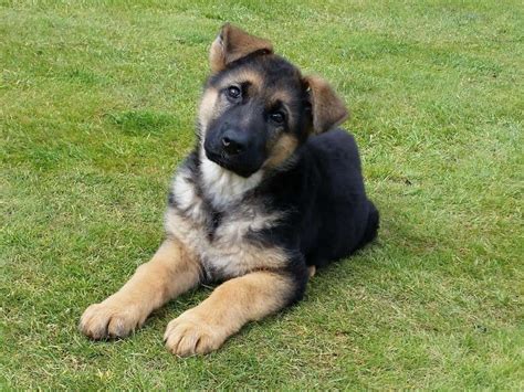  Although most German Shepherds have up-right ears, some can have floppy or semi-pricked ones