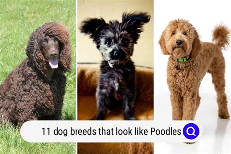  Although some breeds, like Spaniels and Poodles, always have floppy ears, others, like most Shepherd breeds , almost always have pointy, pricked, upright ones