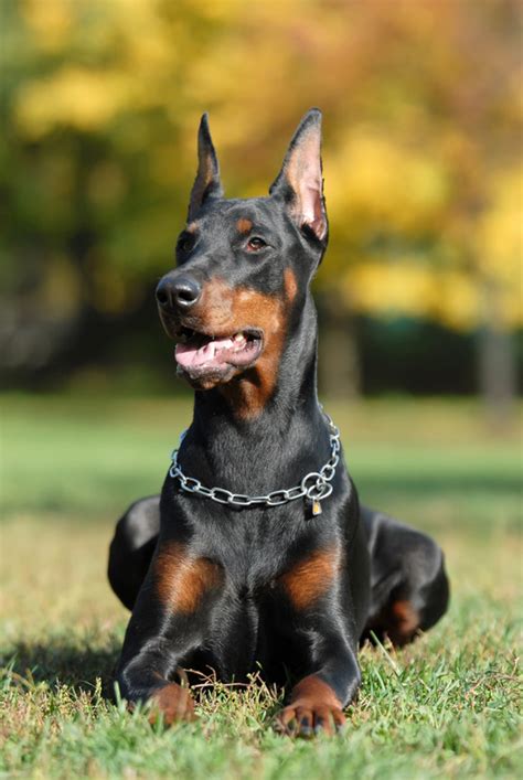  Although some can be aggressive with strange dogs, the breed is quite good with other pets