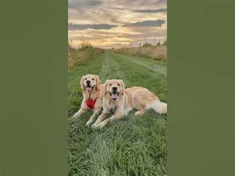  Although super-friendly and attention-loving, Goldens can also be sensitive to their surroundings; make sure they feel included, but have a quiet place to go if things get too noisy or overwhelming