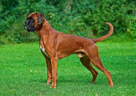  Although the Boxer dog breed originated in Germany, their ancient ancestry can be traced back to the Assyrian empire war dogs of BC
