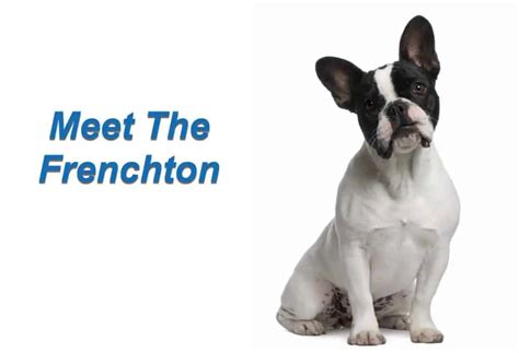  Although the Frenchton is not recognized by the American Kennel Club, as it is not a purebred dog, it is recognized by the