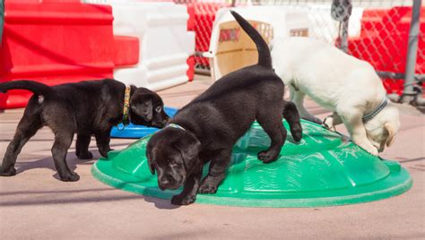  Although the breeder should have started some training and socialization, it is your responsibility to continue training and socializing a puppy once you get them home to ensure they grow into a well-rounded, well-behaved dog