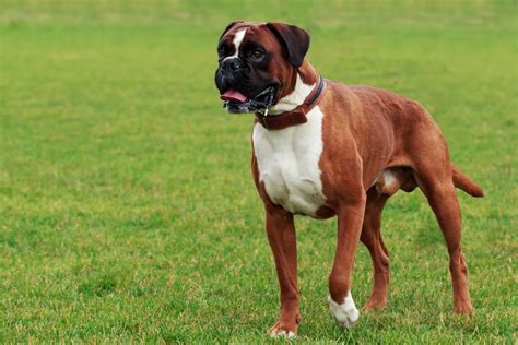  Although the exact origin of the name Boxer is obscure, it may have been derived from the German Boxl