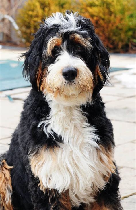  Although the exact size varies on the Poodle used to sire the litter, Mini Bernedoodles are usually inches in height as adults and weigh around pounds