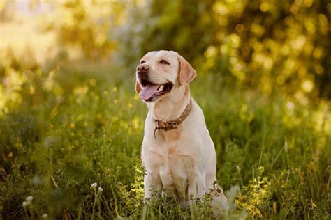  Although the other parent breed could affect this slightly, you should be able to expect a similar average life span from a Labrador Retriever Mix